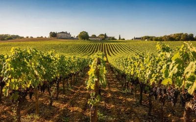 Fiche technique vin de Pauillac