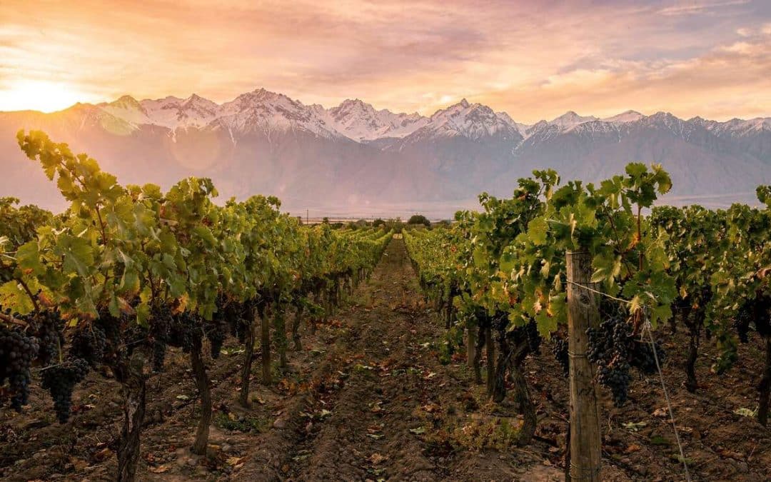 Tout savoir sur le malbec
