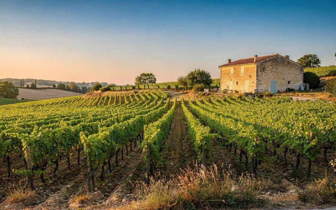 Fiche technique vin de Saint-Émilion