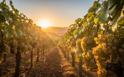 Tout savoir sur le viognier