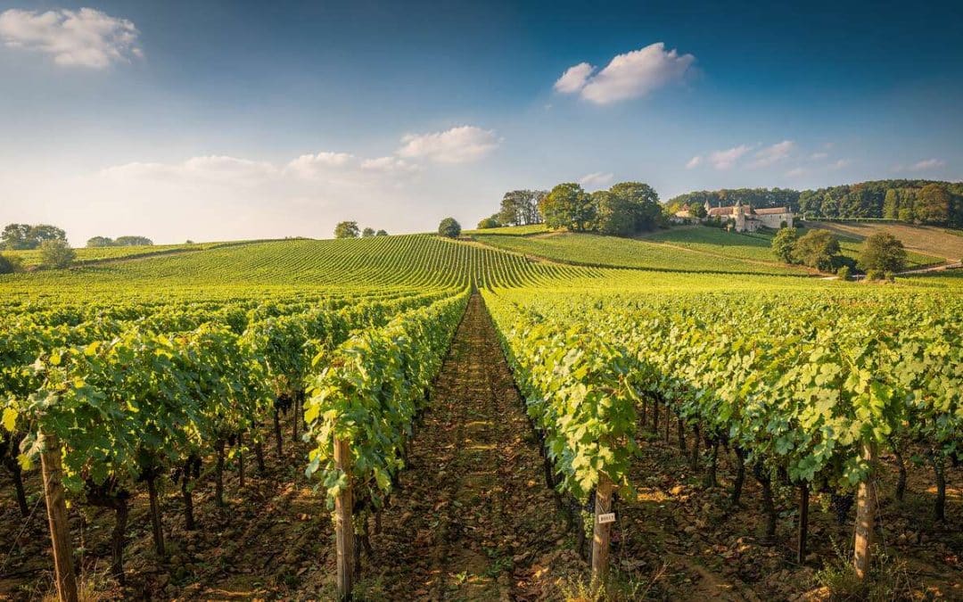 Fiche technique vin de Rully