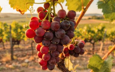 Tout savoir sur le grenache