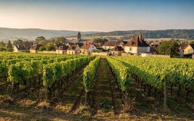 Fiche technique vin de Arbois