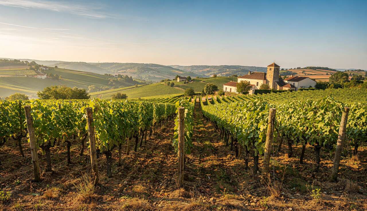 Le terroir exceptionnel de meursault