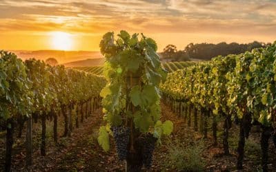Tout savoir sur la syrah