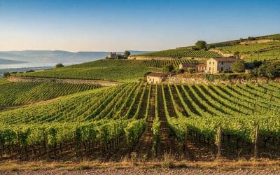 Fiche technique vin de Saint-Joseph