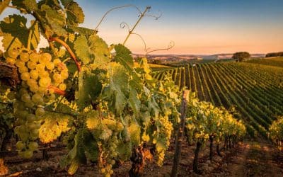 Tout savoir sur le chenin blanc