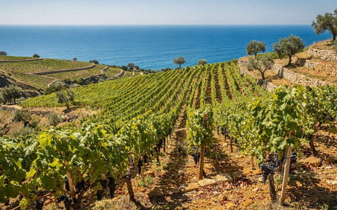 Fiche technique vin de Banyuls