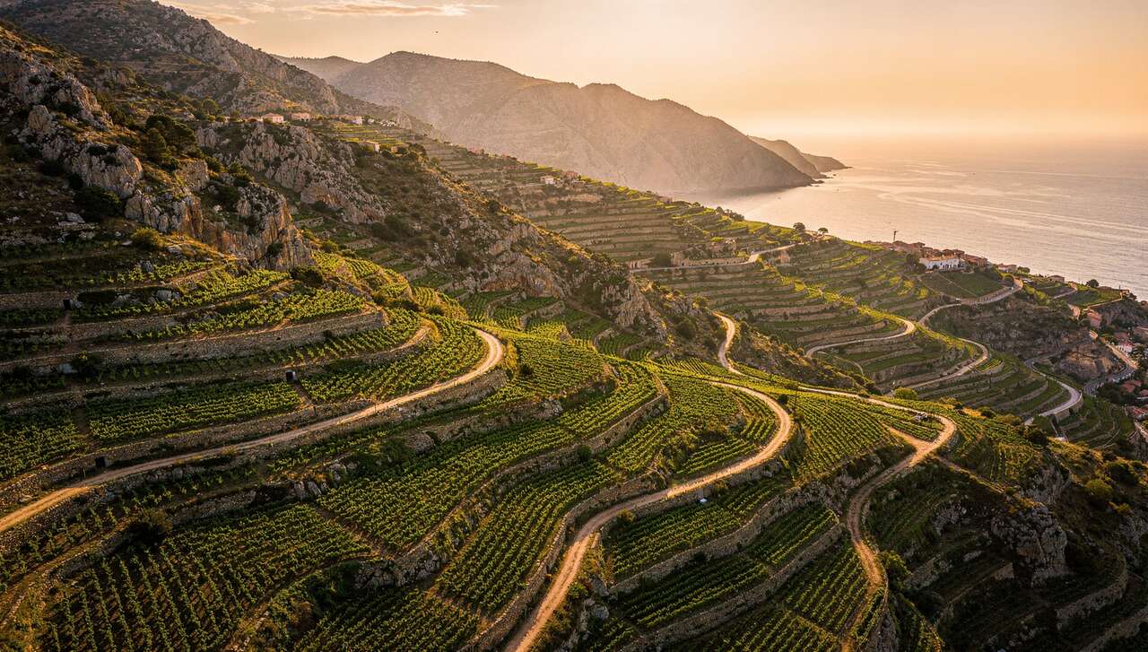 Le terroir unique de banyuls