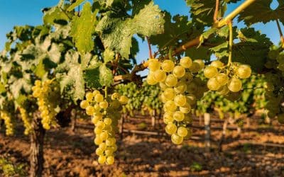 Tout savoir sur le chardonnay