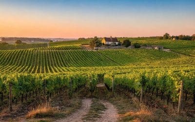 Fiche technique vin de Pommard