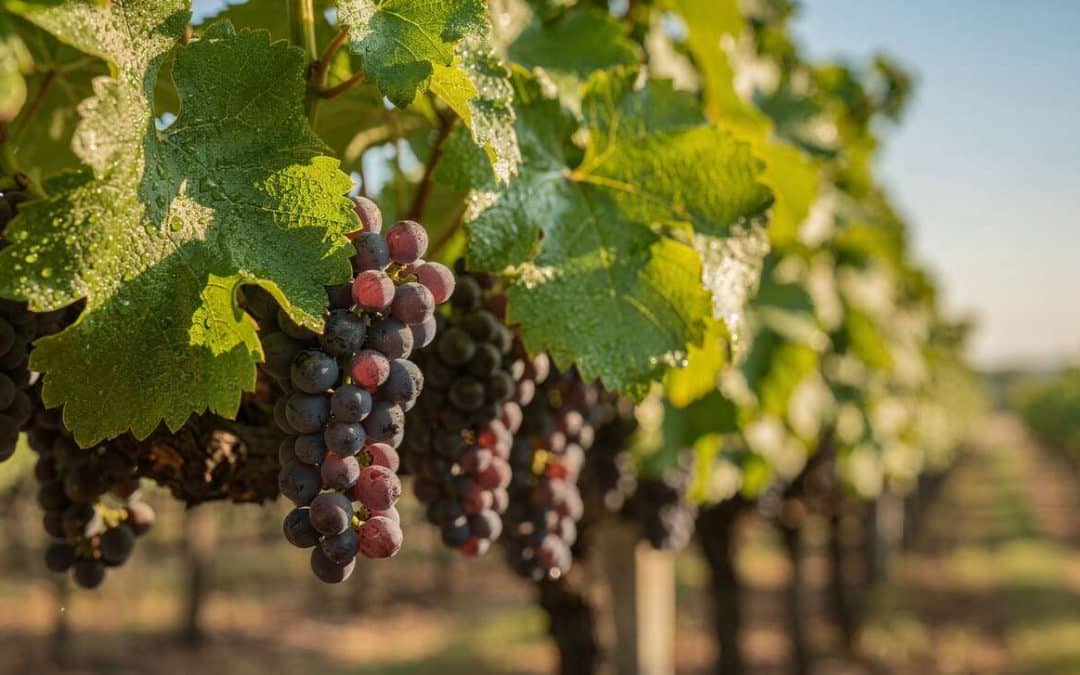 Tout savoir sur le petit verdot