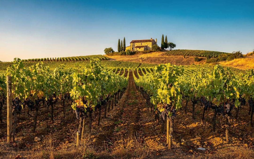 Tout savoir sur le merlot