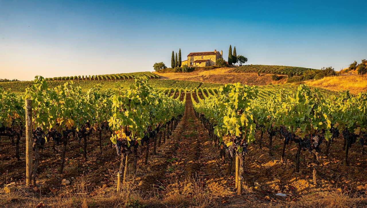 Tout savoir sur le merlot