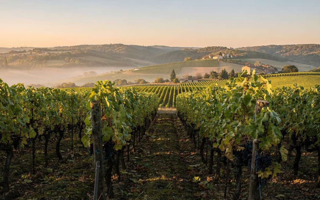 Tout savoir sur le tannat