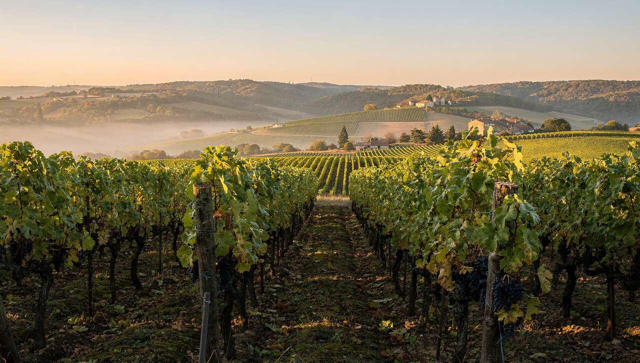 Tout savoir sur le tannat