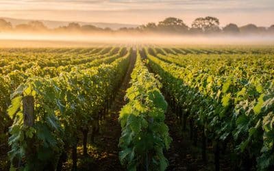 Fiche technique vin de Champagne