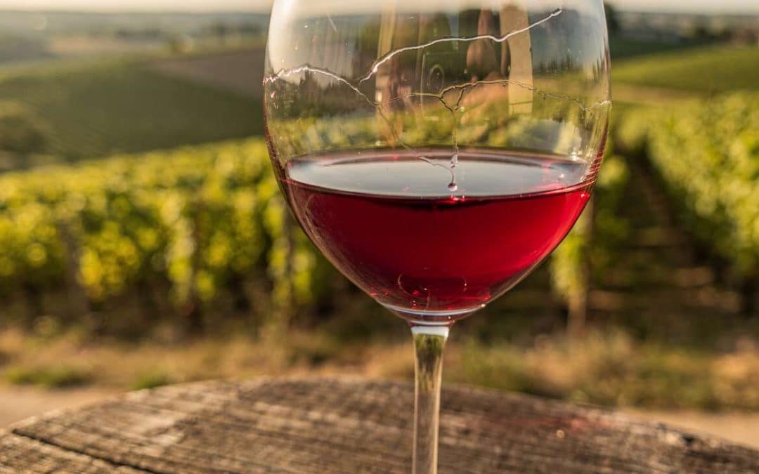 Tout savoir sur le gamay