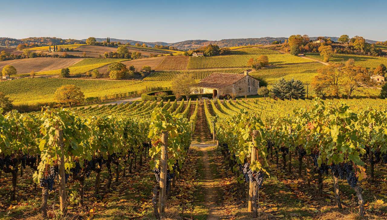 Appellations et vins célèbres du gamay