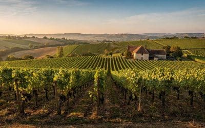 Fiche technique vin de Côte de Beaune