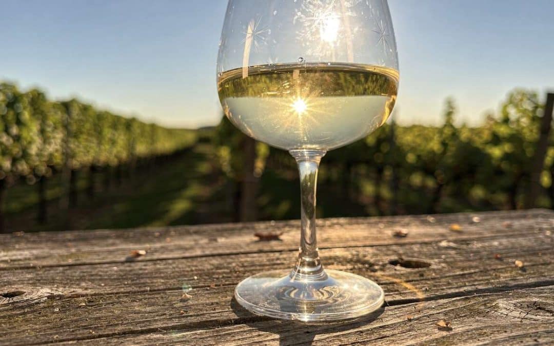 Tout savoir sur le sauvignon blanc