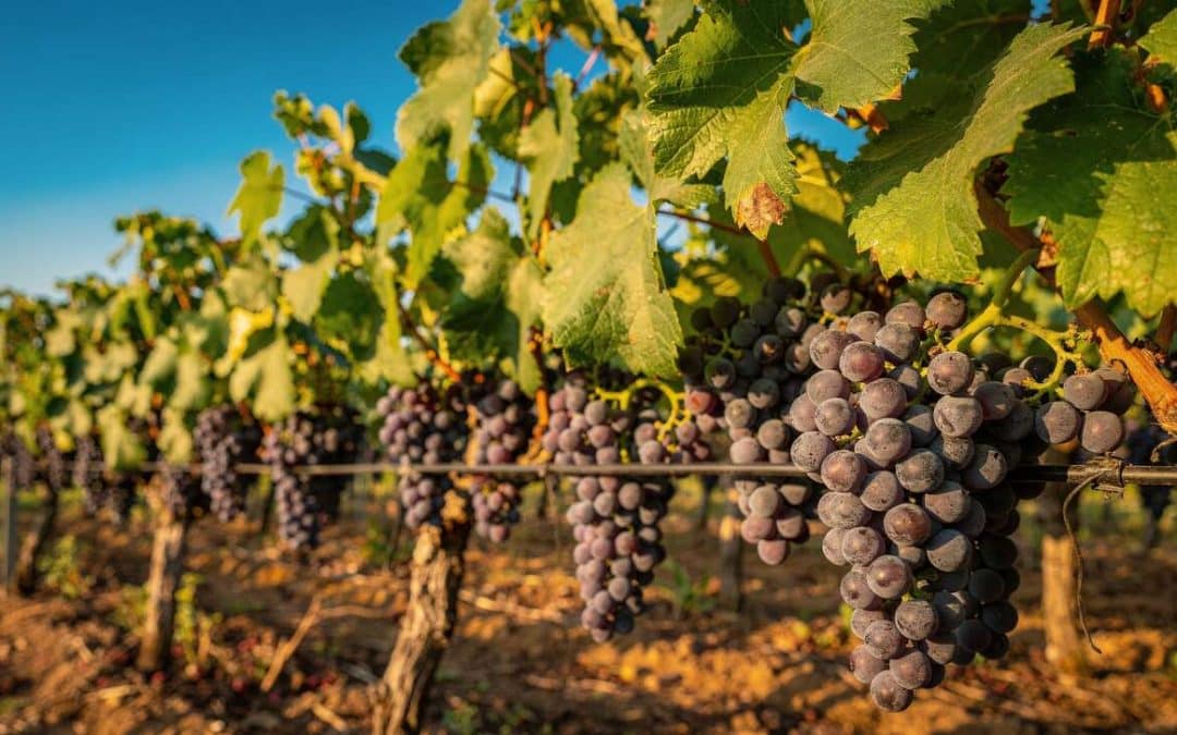 Tout savoir sur le carignan