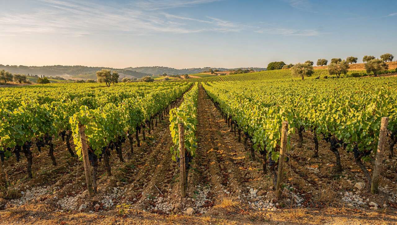 Régions de production du carignan en france et ailleurs
