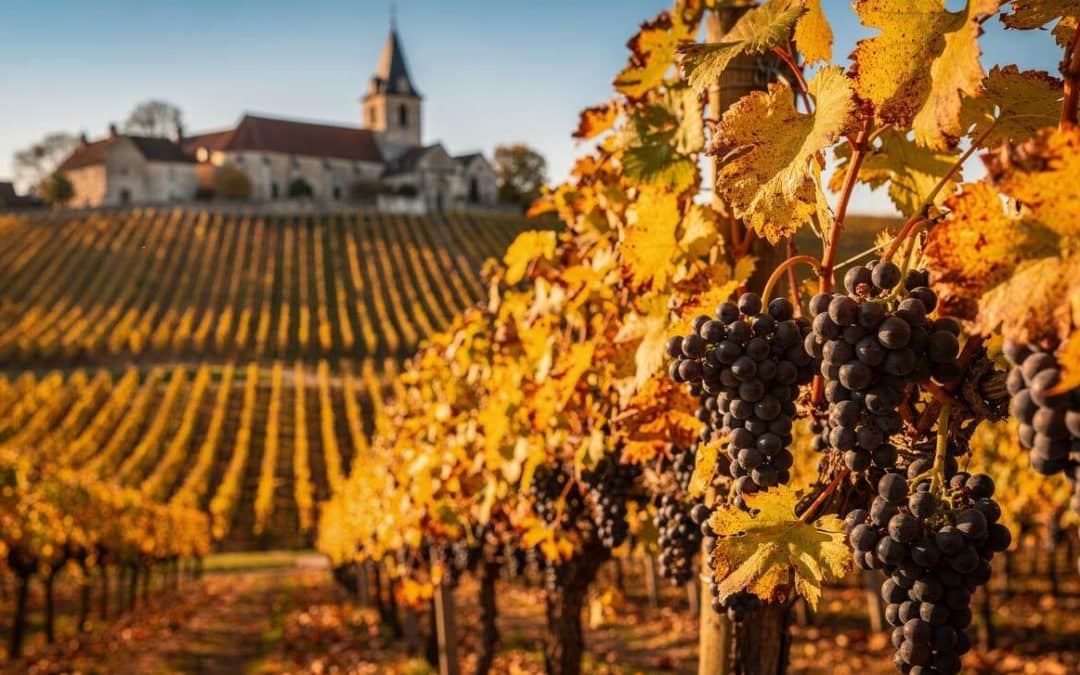 Fiche technique vin de Savigny-lès-Beaune