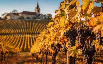 Fiche technique vin de Savigny-lès-Beaune