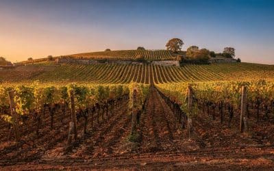 Fiche technique vin de Marsannay