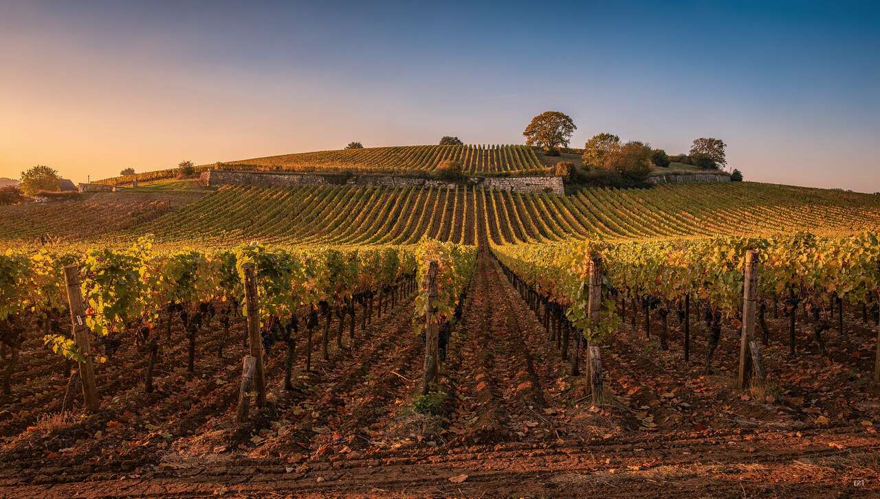 Fiche technique vin de Marsannay