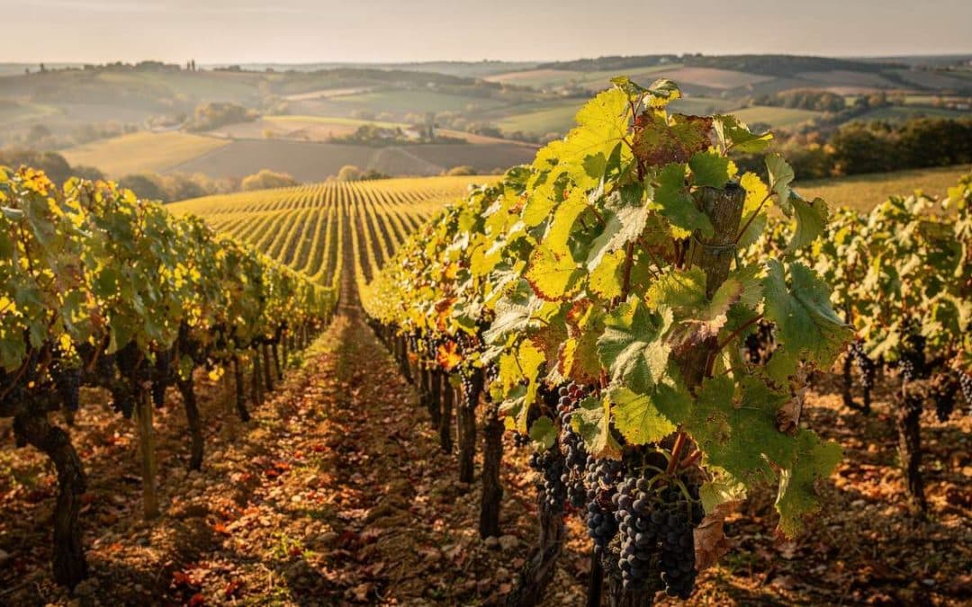 Fiche technique vin de Gaillac