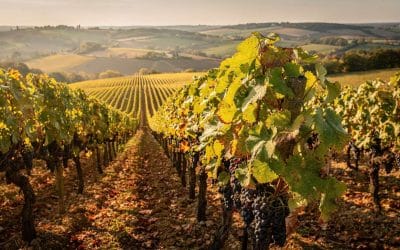 Fiche technique vin de Gaillac