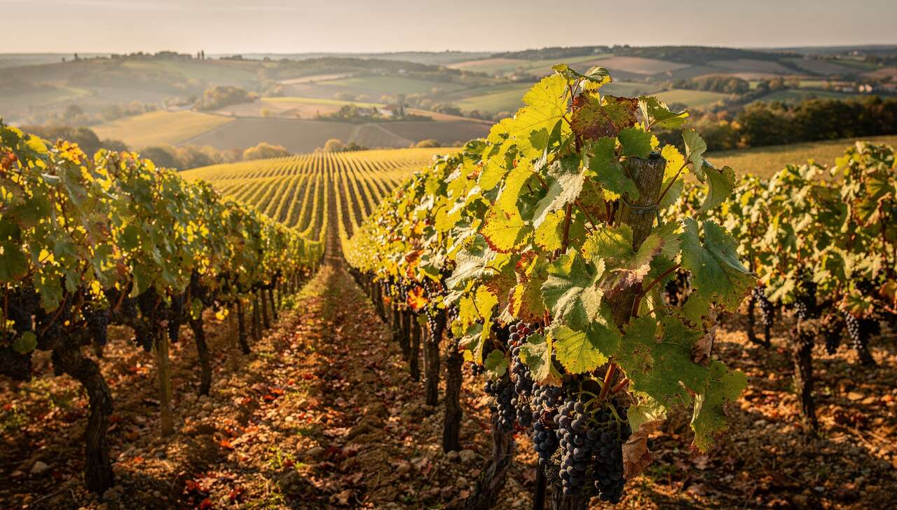 Fiche technique vin de Gaillac