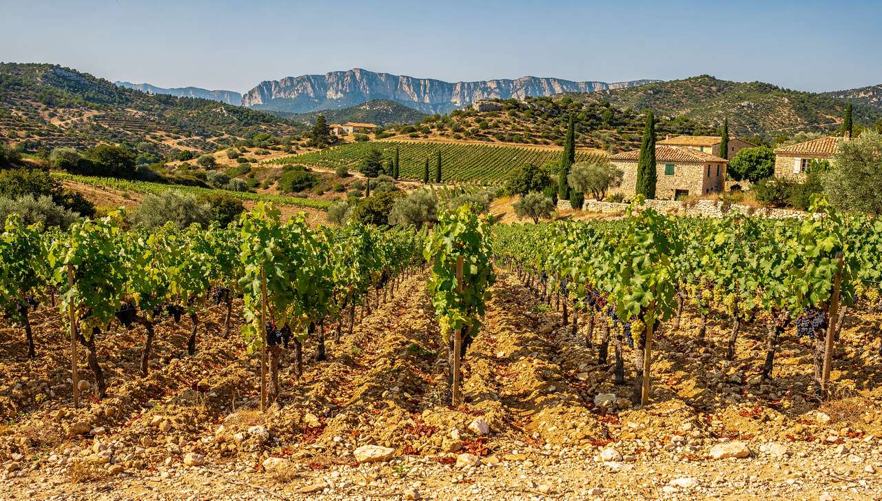 Terroir et cépages