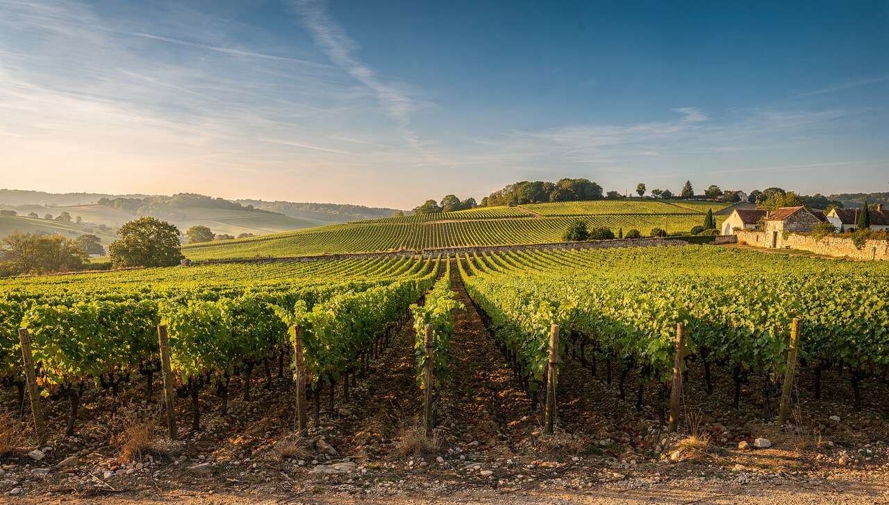 Caractéristiques de l'appellation puligny-montrachet