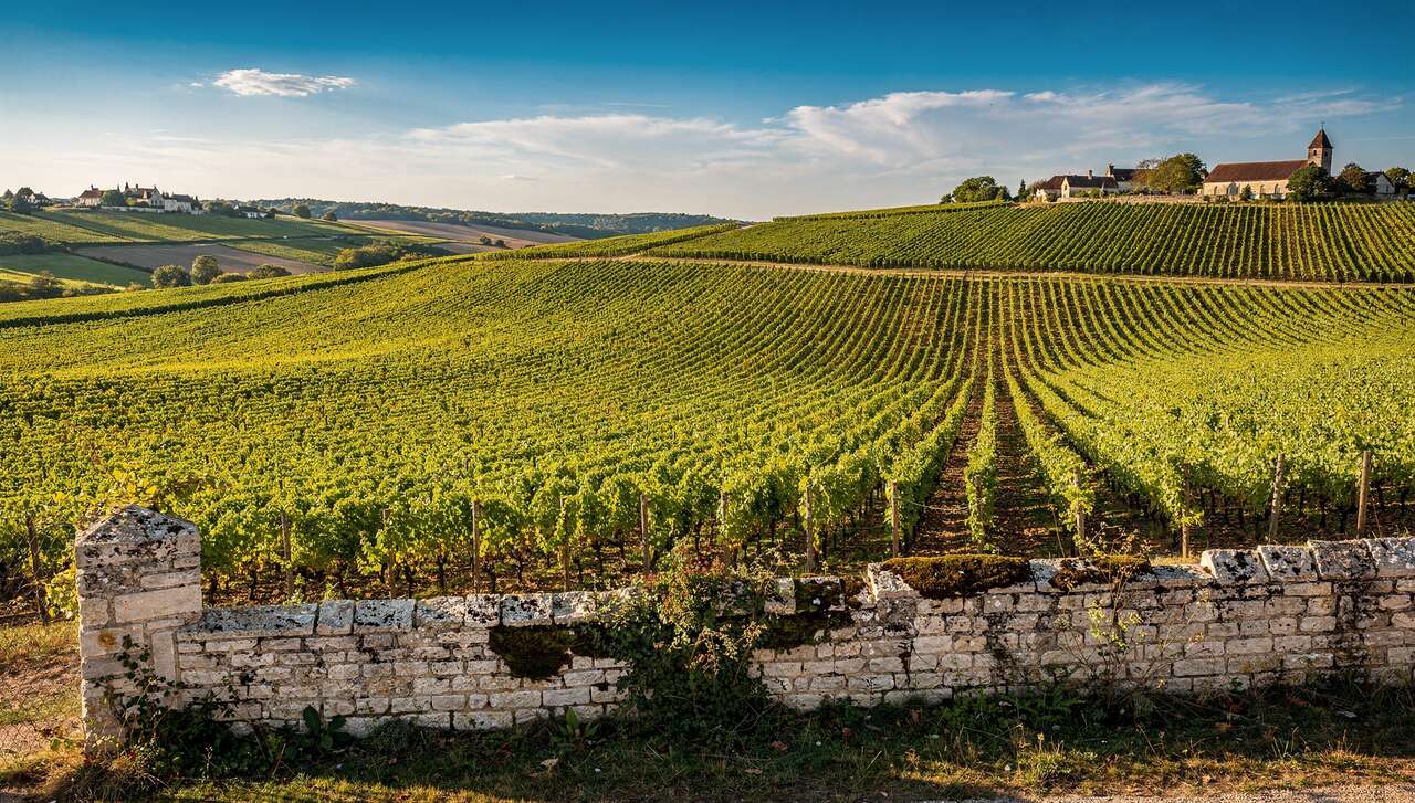 Terroir et climat de puligny-montrachet
