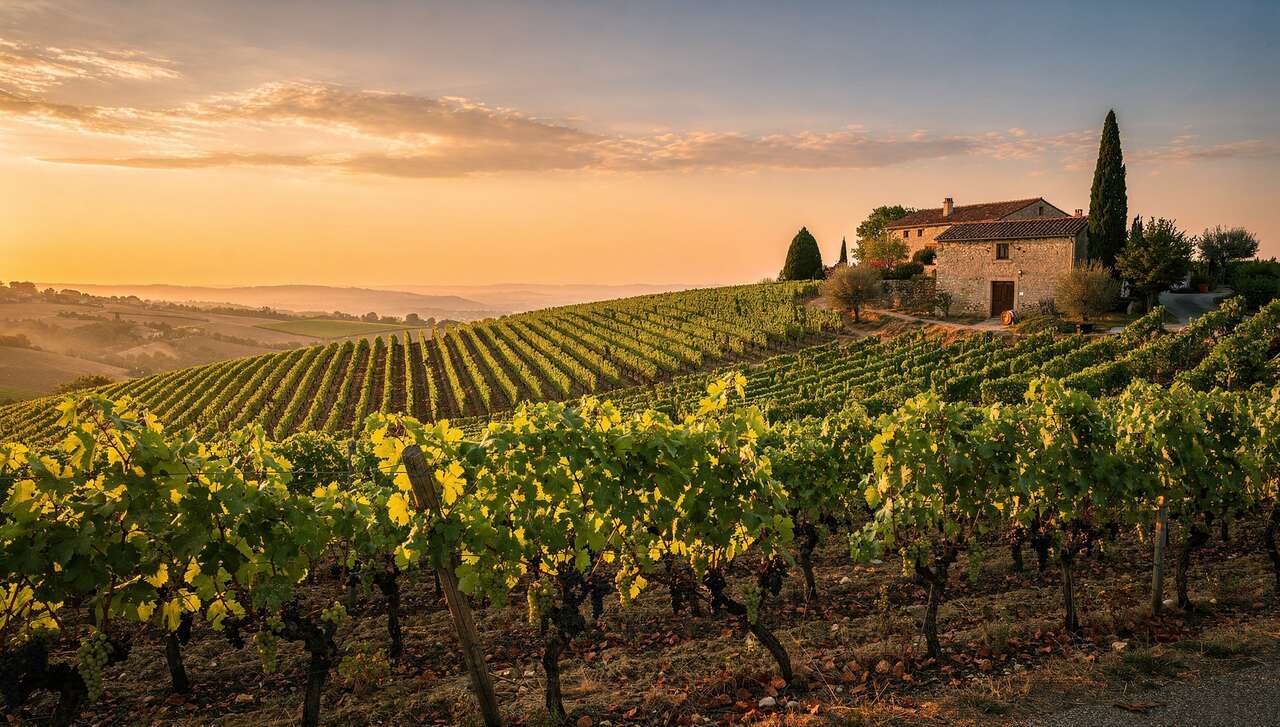 Fiche technique vin de Hermitage