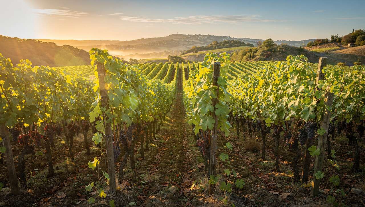 Climat et terroir : clés de la qualité des vins