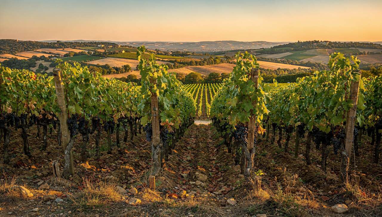 Producteurs réputés de l'appellation hermitage