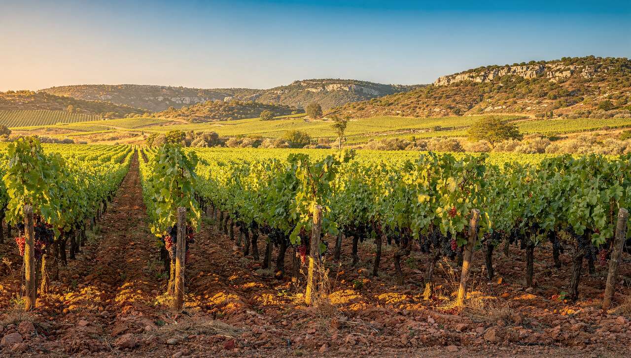 Le terroir unique de tavel