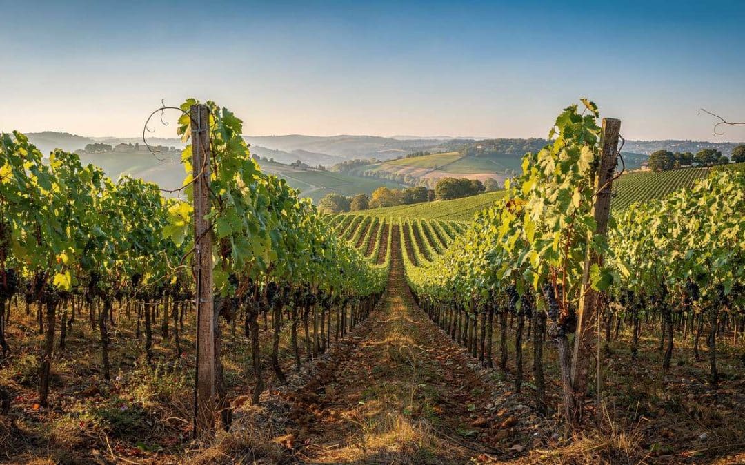 Fiche technique vin de Jurançon