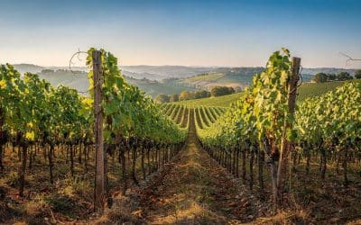 Fiche technique vin de Jurançon