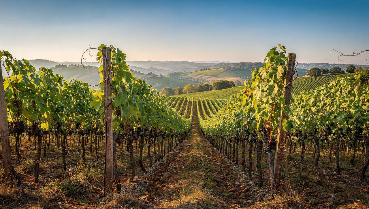 Fiche technique vin de Jurançon