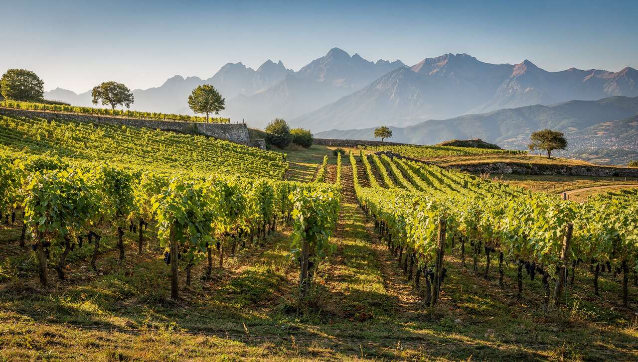 Histoire viticole de jurançon