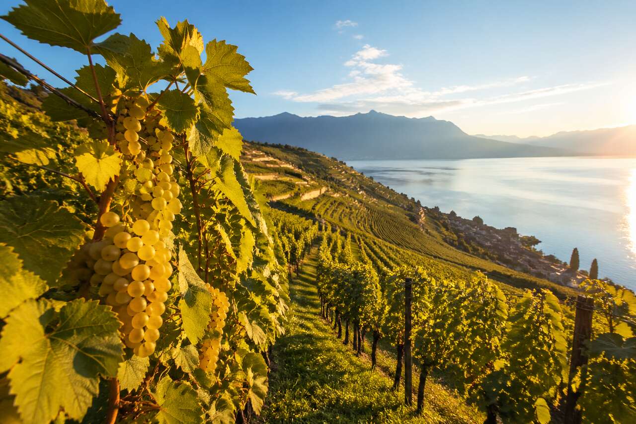 Régions de culture du chasselas