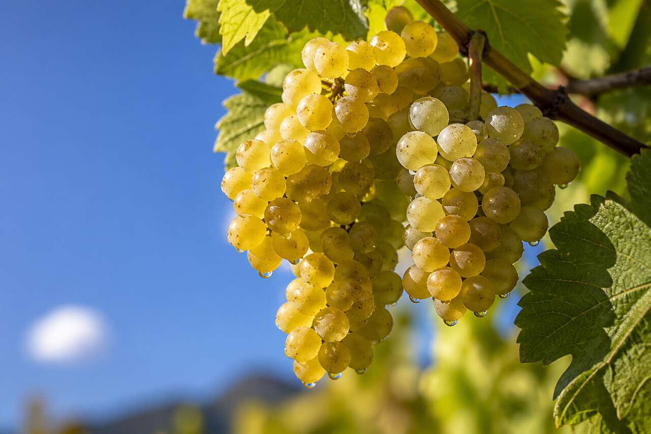 Le chasselas en gastronomie